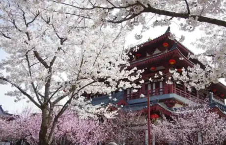 Yuantong Temple Kunming Cherry - China Xian Tour: Private & Tailor-Made China Tours Yuantong Temple Kunming Cherry