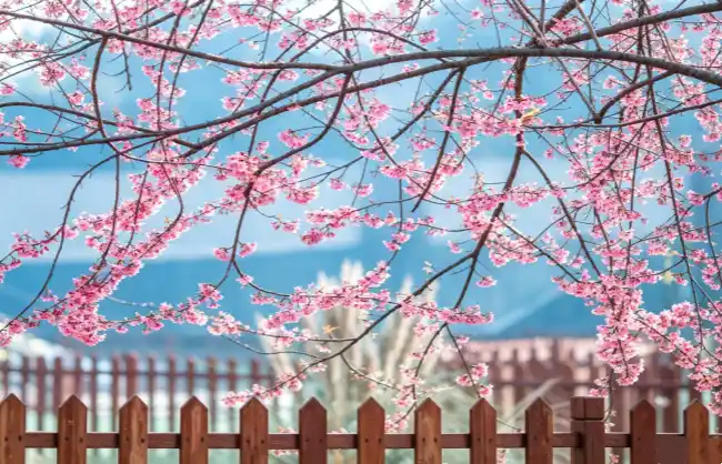 chengdu-qinglong-lake | China Xian Tour: Private & Tailor-Made China Tours Chengdu Qinglong Lake