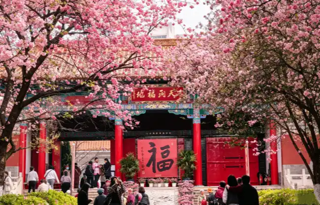 cherry-blossom-in-yuantong-temple | China Xian Tour: Private & Tailor-Made China Tours Temple entrance framed by cherry blossoms with a large ē¦ sign and red pillars, visitors entering.