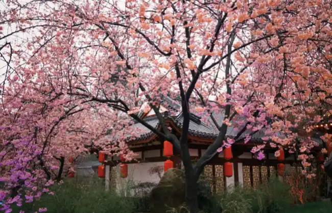 east-lake-cherry-blossom-park | China Xian Tour: Private & Tailor-Made China Tours East Lake Cherry Blossom Park