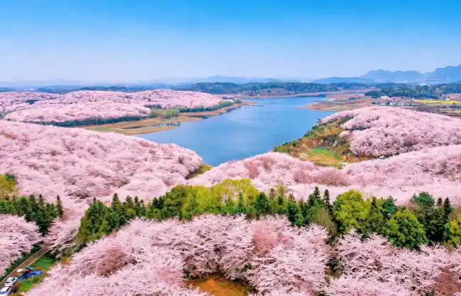 guizhou-pingba-cherry-garden | China Xian Tour: Private & Tailor-Made China Tours Guizhou Pingba Cherry Garden