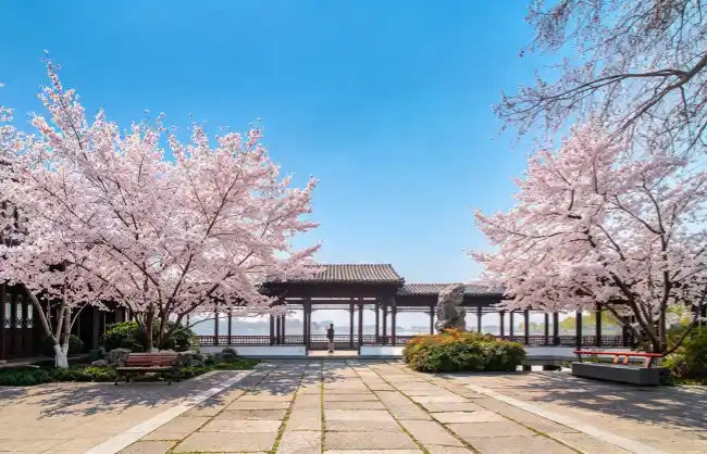 nanjing-xuanwu-lake | China Xian Tour: Private & Tailor-Made China Tours Cherry blossom trees frame a stone-paved courtyard leading to a lakeside wooden pavilion. a person walks toward the water under a clear blue sky.