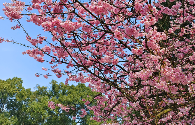 nanshan-botanical-garden | China Xian Tour: Private & Tailor-Made China Tours Nanshan Botanical Garden