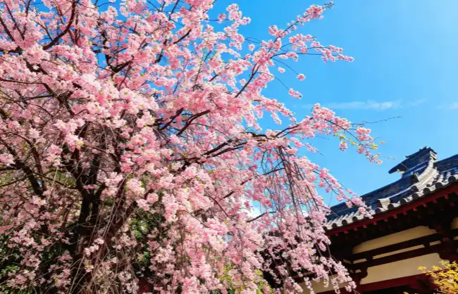 qinglong-temple | China Xian Tour: Private & Tailor-Made China Tours Xi'an Qinglong Temple