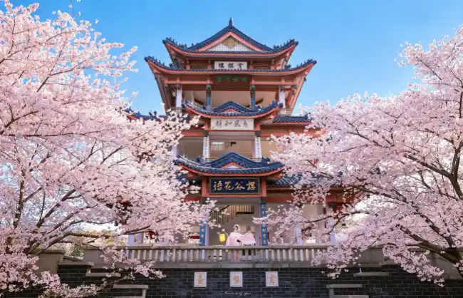 turtle-head-isle-cherry-blossoms | China Xian Tour: Private & Tailor-Made China Tours Turtle Head Isle Cherry Blossoms