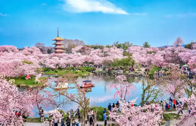 wuhan-east-lake-cherry-blossom-festival | China Xian Tour: Private & Tailor-Made China Tours Wuhan East Lake Cherry Blossom Festival