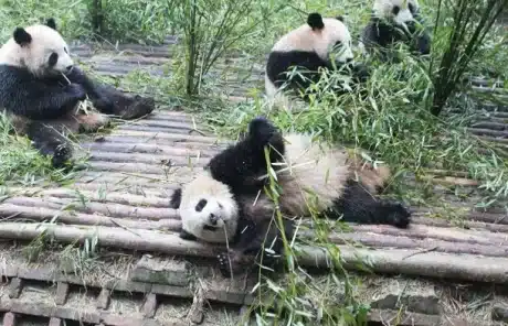 Chengdu Panda Tours