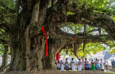 Miao People Ancient Tree - China Xian Tour: Private & Tailor-Made China Tours Miao People Ancient Tree