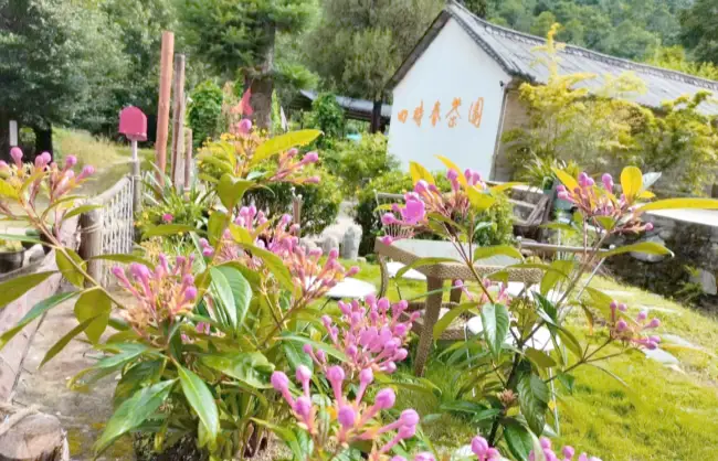 cangshan mountain tea plantations