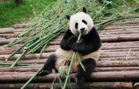 Chengdu Panda Tour
