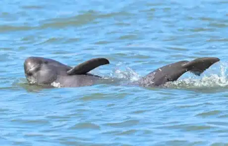 yangtze finless porpoise - China Xian Tour: Private & Tailor-Made China Tours yangtze finless porpoise