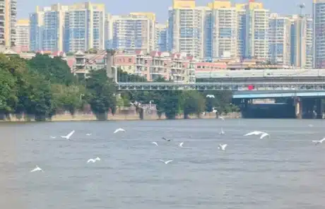 Daytime scenery of the Pearl River - China Xian Tour: Private & Tailor-Made China Tours Daytime Scenery of the Pearl River