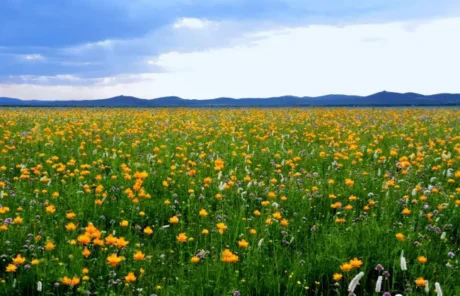 Jinlianchuan Grassland - China Xian Tour: Private & Tailor-Made China Tours Jinlianchuan Grassland