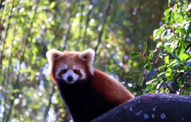 11 Days Yunnan Nature and Wildlife Tour