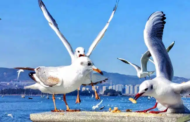 kunming dianchi lake winter