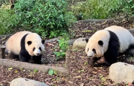 Giant pandas in Chengdu - China Xian Tour: Private & Tailor-Made China Tours Giant pandas in Chengdu