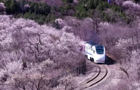 Train s2 passes by the cherry blossom area - China Xian Tour: Private & Tailor-Made China Tours Train S2 passes by the cherry blossom area