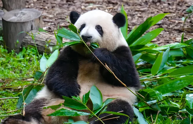 Panda at Chengdu Research Base of Giant Panda Breeding
