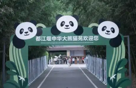 dujiangyan panda base - China Xian Tour: Private & Tailor-Made China Tours Dujiangyan Panda Base
