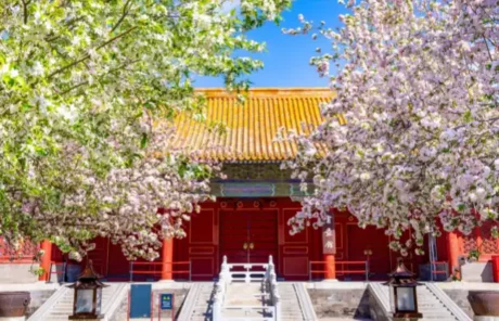 forbidden city in spring - China Xian Tour: Private & Tailor-Made China Tours The Forbidden City in spring