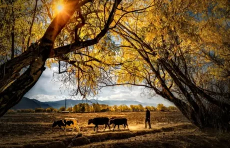 Kashgar in autumn - China Xian Tour: Private & Tailor-Made China Tours Kashgar in autumn