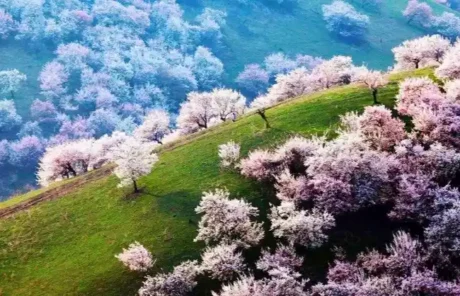 Kashgar in spring - China Xian Tour: Private & Tailor-Made China Tours Kashgar in spring