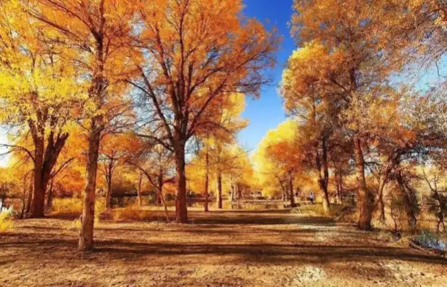 poplar trees - China Xian Tour: Private & Tailor-Made China Tours Autumn poplar trees in Kashgar