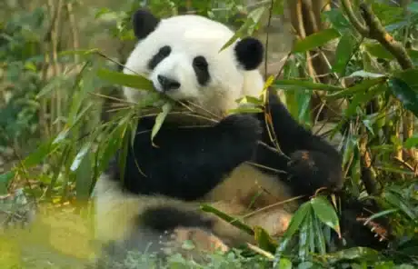 the panda named huahua - China Xian Tour: Private & Tailor-Made China Tours Huahua - One of the Most Famous Pandas in Chengdu