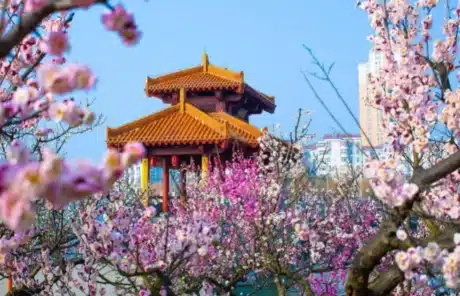 Chengdu in spring - China Xian Tour: Private & Tailor-Made China Tours Chengdu in spring
