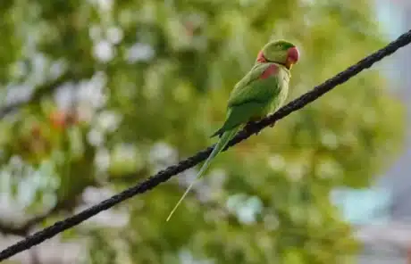 Parrot at Kowloon Park - China Xian Tour: Private & Tailor-Made China Tours Parrot at Kowloon Park