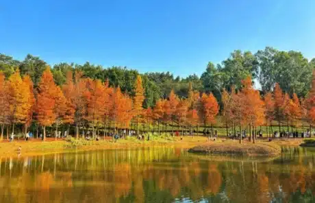 Shenzhen in autumn - China Xian Tour: Private & Tailor-Made China Tours Shenzhen in autumn