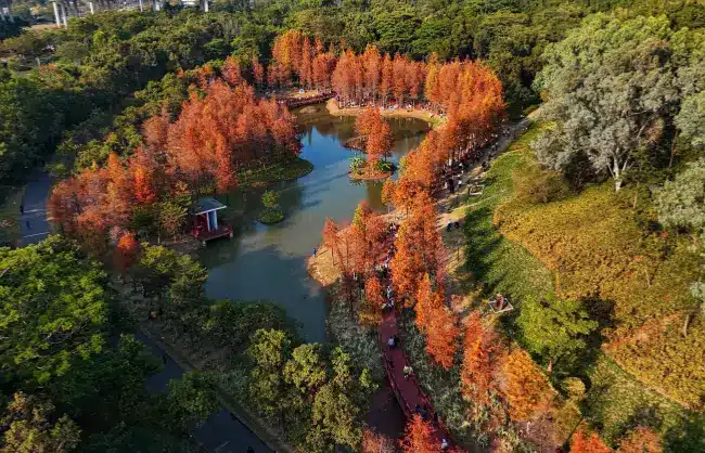 Shenzhen in autumn | China Xian Tour: Private & Tailor-Made China Tours Shenzhen in autumn