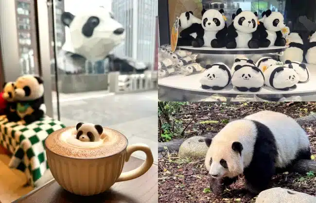 chengdu panda immersion