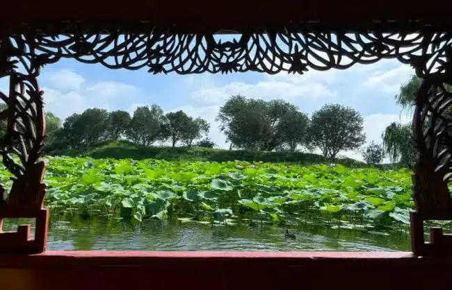 lotus-in-yuanmingyuan-summer - China Xian Tour: Private & Tailor-Made China Tours lotus-in-yuanmingyuan-summer