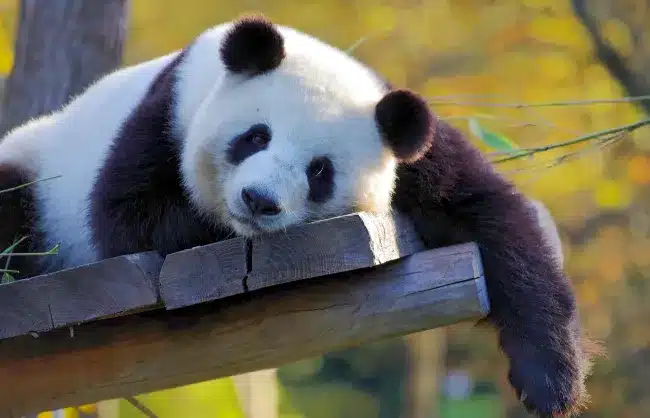 lying panda