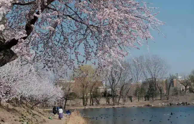 spring-blossoms-yuanmingyuan - China Xian Tour: Private & Tailor-Made China Tours spring-blossoms-yuanmingyuan