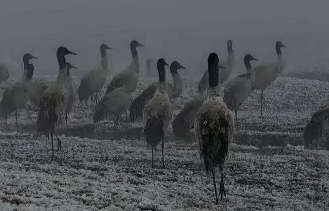 black-necked-cranes-yanjin - China Xian Tour: Private & Tailor-Made China Tours black necked cranes yanjin