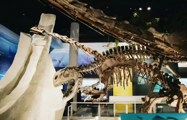 dinosaur-fossil-in-beijing-natural-history-museum - China Xian Tour: Private & Tailor-Made China Tours dinosaur fossil in beijing natural history museum