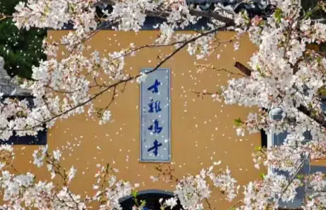 jiming-temple-with-blossoms - China Xian Tour: Private & Tailor-Made China Tours jiming temple with blossoms