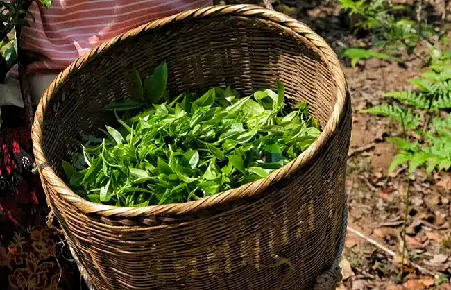 jingmai-tea - China Xian Tour: Private & Tailor-Made China Tours jingmai fresh tea