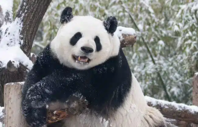 menglan-in-beijing-zoo - China Xian Tour: Private & Tailor-Made China Tours menglan in beijing zoo