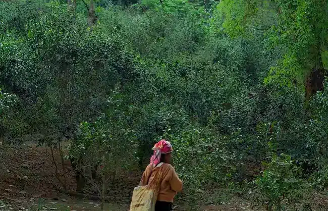 tea-trees-jingmai - China Xian Tour: Private & Tailor-Made China Tours tea trees jingmai