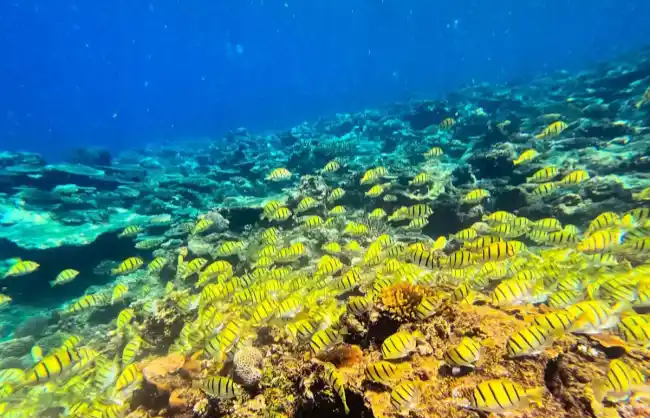weizhou-island-diving - China Xian Tour: Private & Tailor-Made China Tours Dive into Weizhouās Underwater World