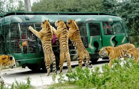 kids friendly shenzhen safari park | China Xian Tour: Private & Tailor-Made China Tours Shenzhen Safari Park