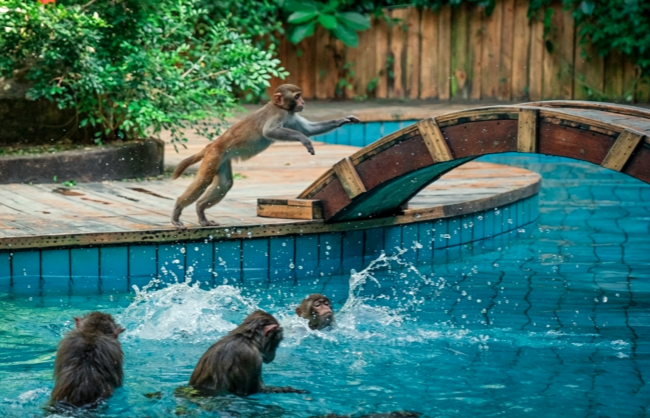 nanwan-monkey-island | China Xian Tour: Private & Tailor-Made China Tours Nanwan Monkey Island