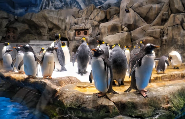 penguins in hong kong ocean park | China Xian Tour: Private & Tailor-Made China Tours Penguins in Hong Kong Ocean Park