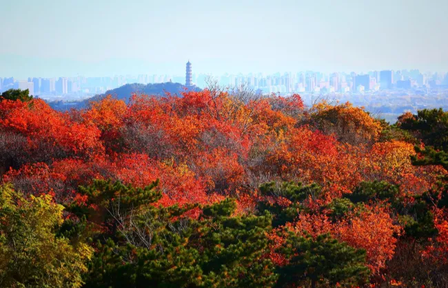 autumn scenery of beijing xishan park | China Xian Tour: Private & Tailor-Made China Tours Autumn scenery of red leaves in Beijing Xishan National Forest Park