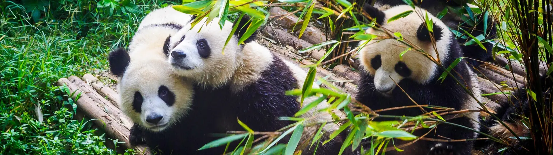 Three giant pandas resting among bamboo in a lush green enclosure with logs nearby.