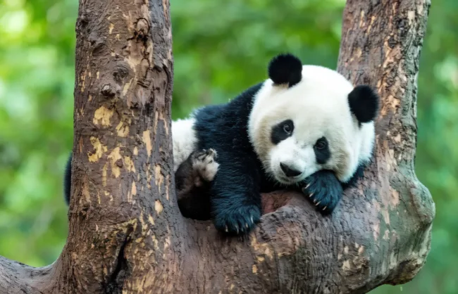 chengdu-research-base-of-giant-panda-breeding | China Xian Tour: Private & Tailor-Made China Tours Panda in Chengdu Research Base of Giant Panda Breeding
