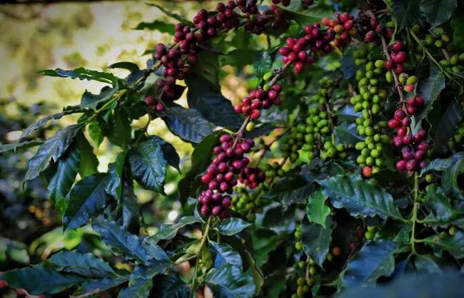 experiencing-a-harvest-of-yunnan-coffee | China Xian Tour: Private & Tailor-Made China Tours Experiencing a Harvest of Yunnan Coffee